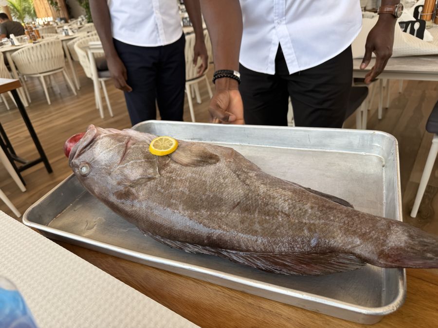 Peixe fresco apresentado à mesa pela equipa do Cenáculo antes de ser preparado